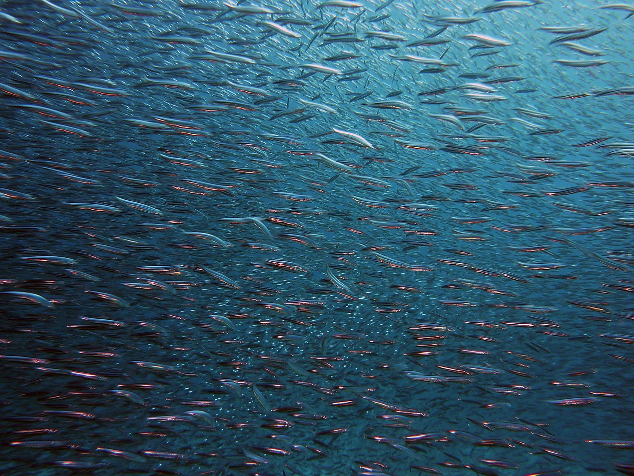 fish, swarm, underwater, sea, ocean, fish swarm, animals, swim, nature, water, marine life, underwater world, blue, fish, fish, fish, fish, fish, underwater