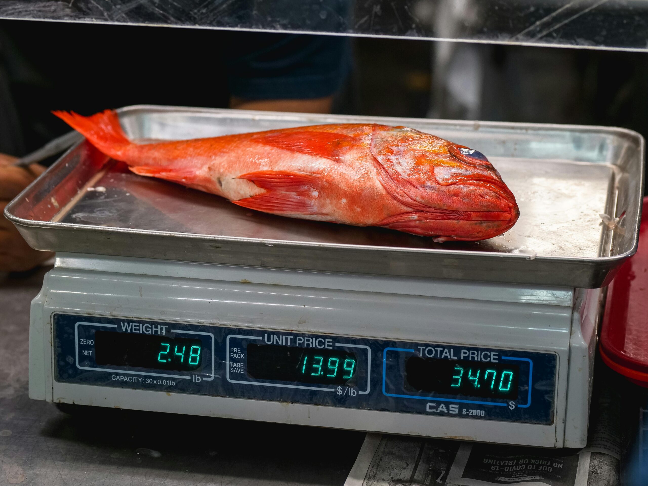 Vibrant red snapper fish displayed on a weighing scale at a seafood market for sale.