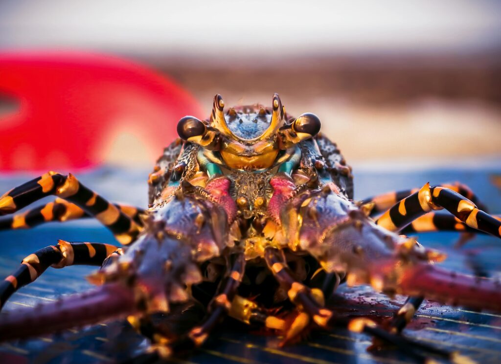 Projects Stunning close-up of a lobster in Chittagong, showcasing vivid colors and marine life detail.